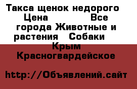 Такса щенок недорого › Цена ­ 15 000 - Все города Животные и растения » Собаки   . Крым,Красногвардейское